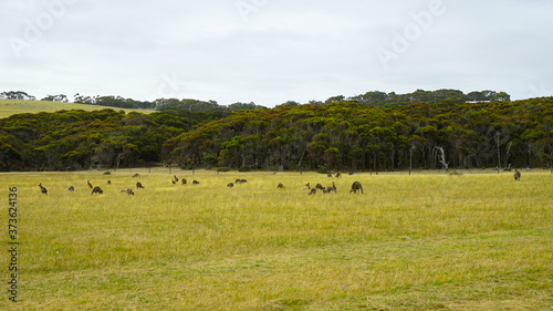 Field with kangaroos grazing on Great Ocean Road in Victoria, Australia