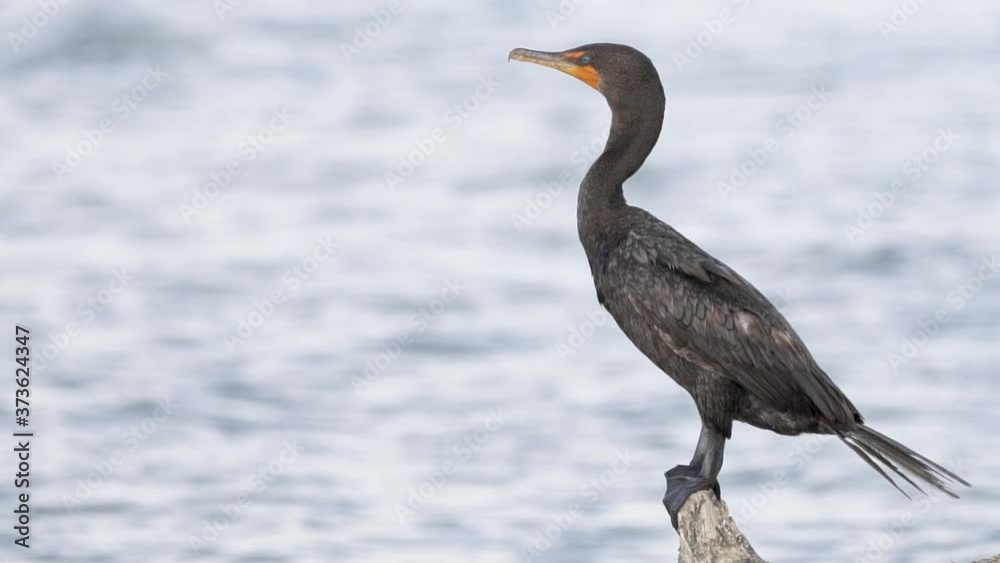 cormorant perched on beach log branch with ocean waves in background in slow motion cormorant perched on beach log branch with ocean waves in background in slow motion