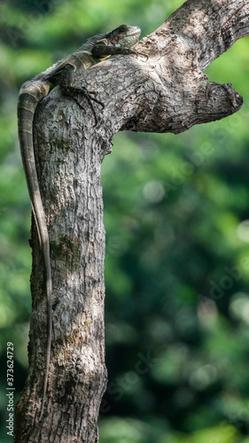iguana camuflage brasil amazonas