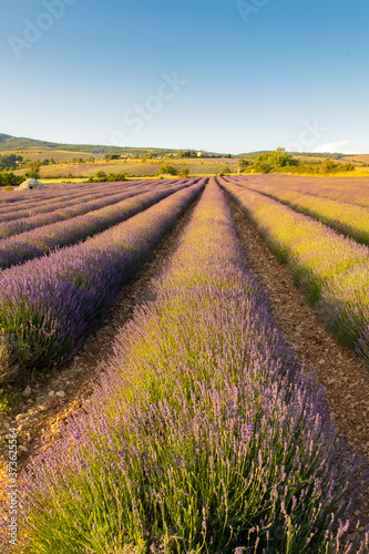 Lavender field in Provence