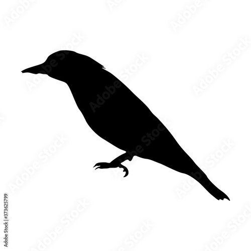Golden Oriole (Oriolus oriolus) Silhouette Found In Map Of Europe And Western Asia