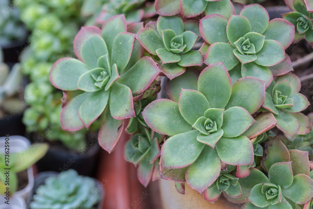 Till Rdecorum Aeonium Decorum Variegata