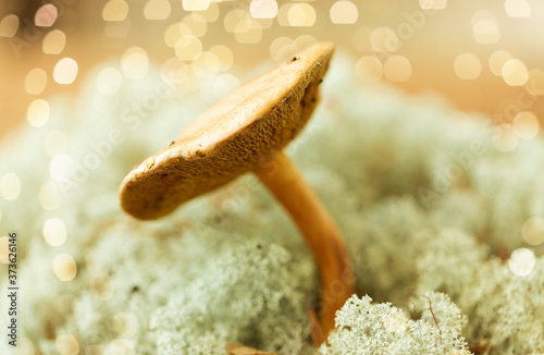 nature and environment concept - suillus bovinus mushroom in reindeer lichen moss photo