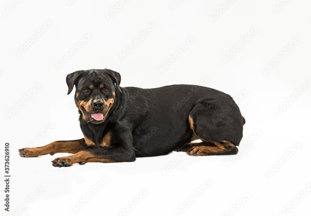 Fototapeta premium female rottweiler