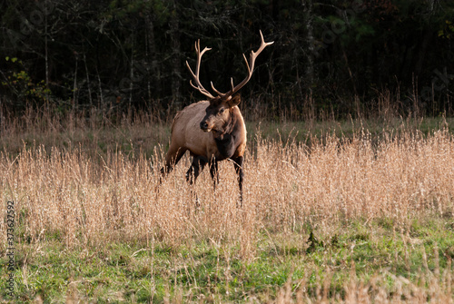 Elk in the Wild