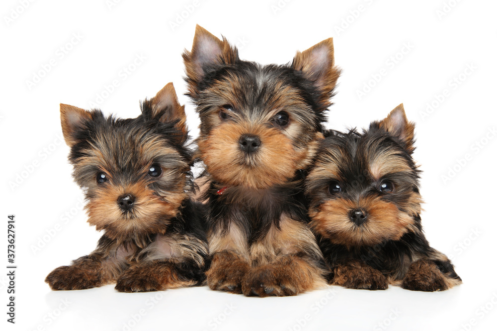 Three Yorkshire Terrier puppies