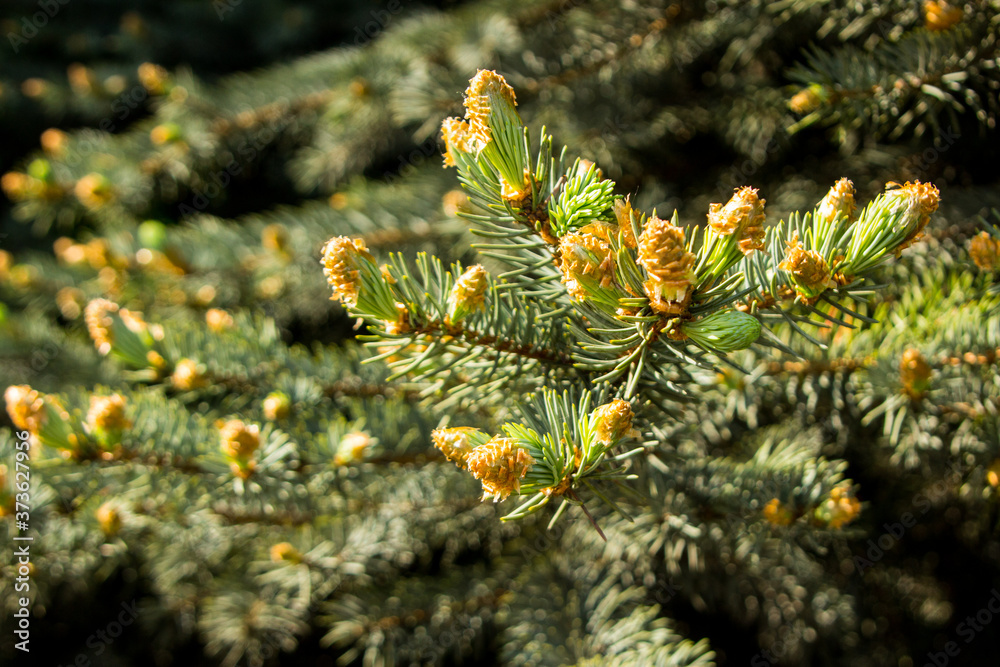 Spruce branch blooms in spring