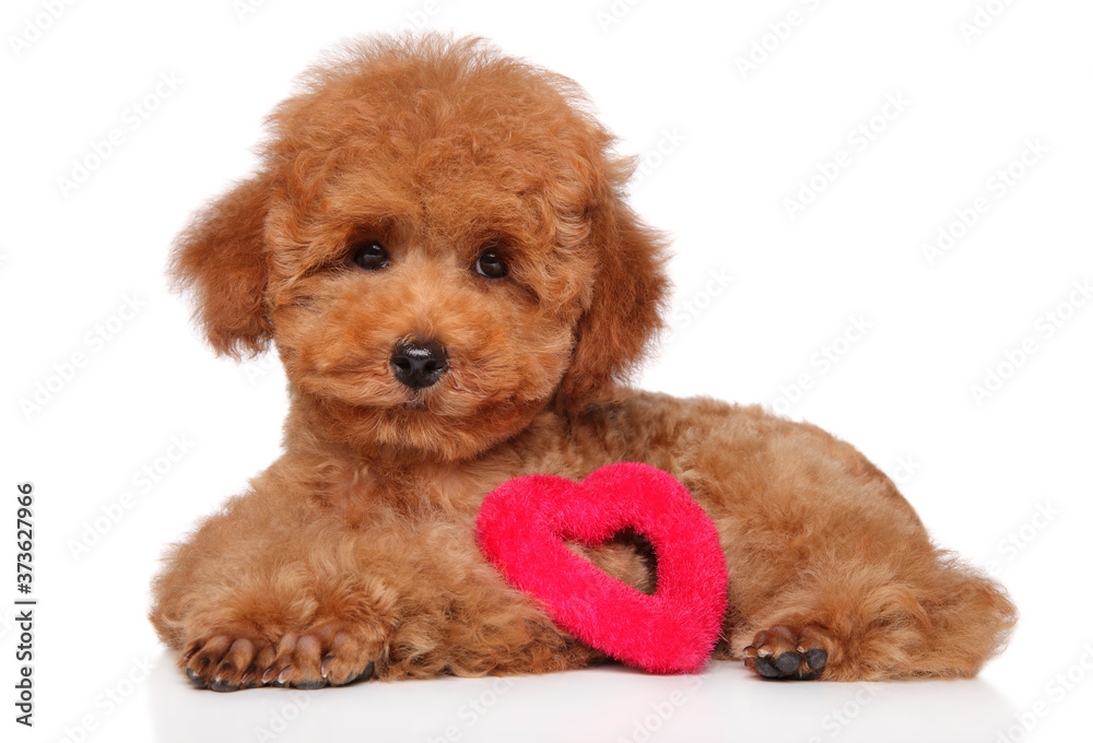 Poodle puppy lying with a red heart figure Poodle puppy lying with a red heart figure