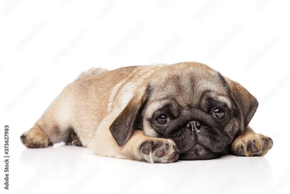 Sad Pug puppy resting on a white background