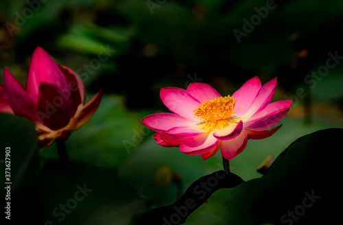 Beautiful lotus flower  lat.Nelmbo  on blurred background of leaves
