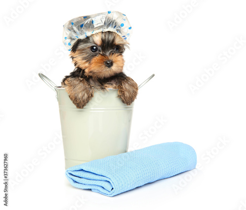 Yorkshire Terrier puppy in a bathing cap