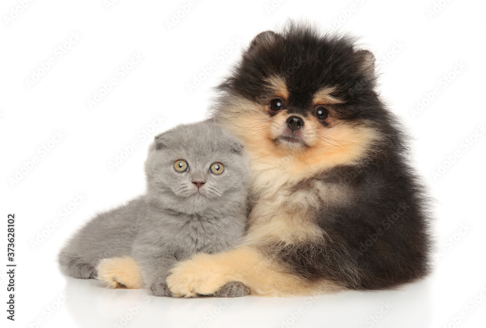 Kitten and puppy together posing lying Kitten and puppy together posing lying