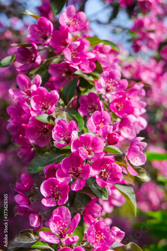 Pink flowers on an apple tree in spring 