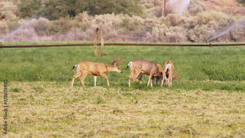 Deer Grazing in Agricultural Field at Dusk Near Reno Nevada. One Deer has a Limp. Deer Grazing in Agricultural Field at Dusk Near Reno Nevada. One Deer has a Limp.