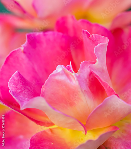 Soft focus, abstract floral background, pink yellow rose flower. Macro flowers backdrop for holiday brand design