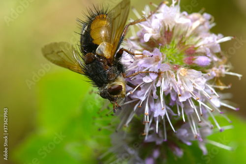 Tachinid fly on flower in macro © Jason Reid