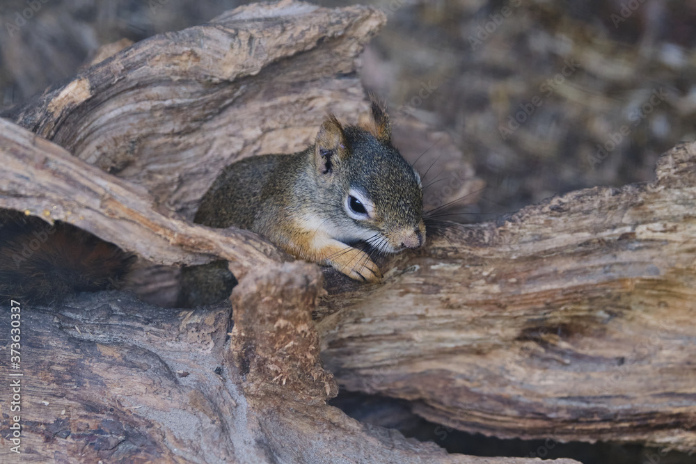 A rodents marmots chipmunks squirrel spotted on a tree trunk on hunting mood. Animal behavior themes. Focus on eye A rodents marmots chipmunks squirrel spotted on a tree trunk on hunting mood. Animal behavior themes. Focus on eye