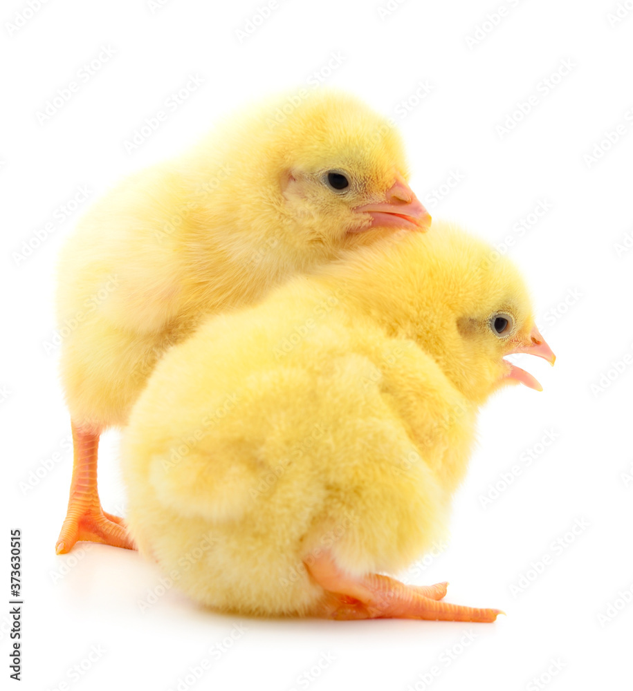 Fototapeta premium Two yellow chicks.