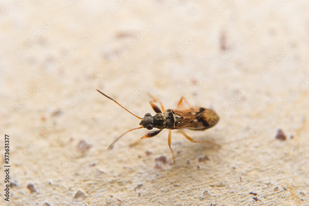 Closeup insect on the ground