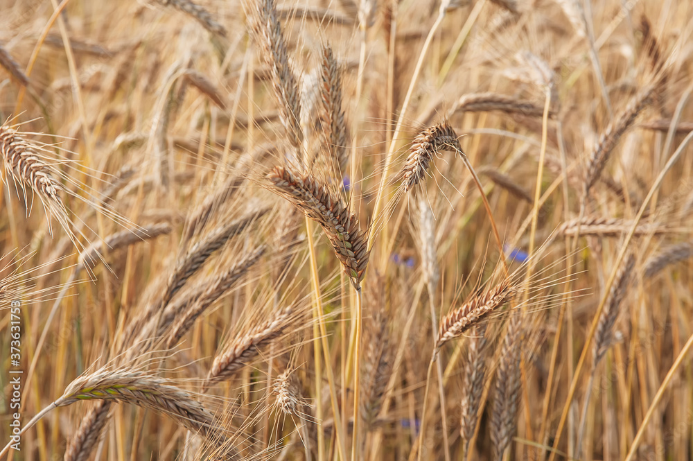 Ripening spikelets of wheat field in the bright sunlight. Ripening spikelets of wheat field in the bright sunlight.