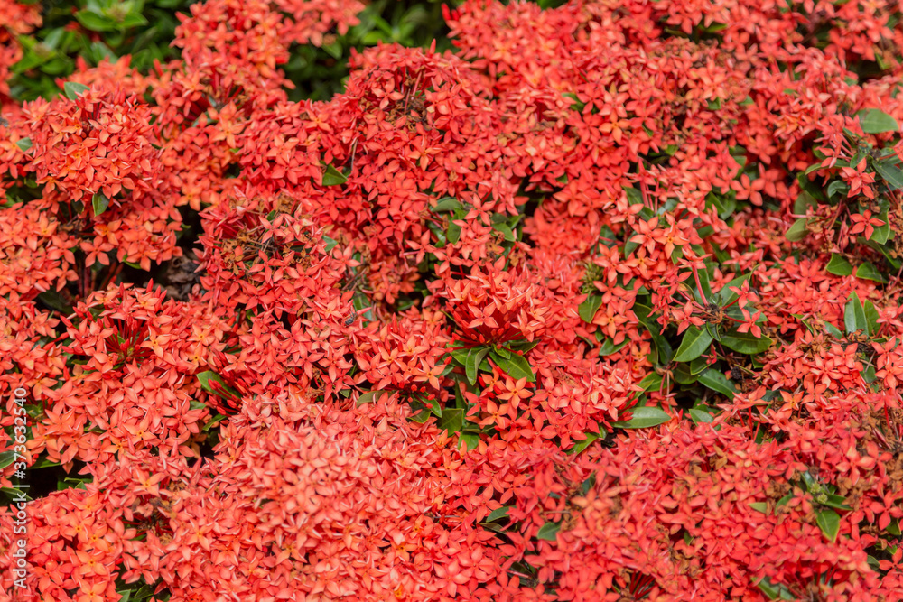 bush of red flower in garden