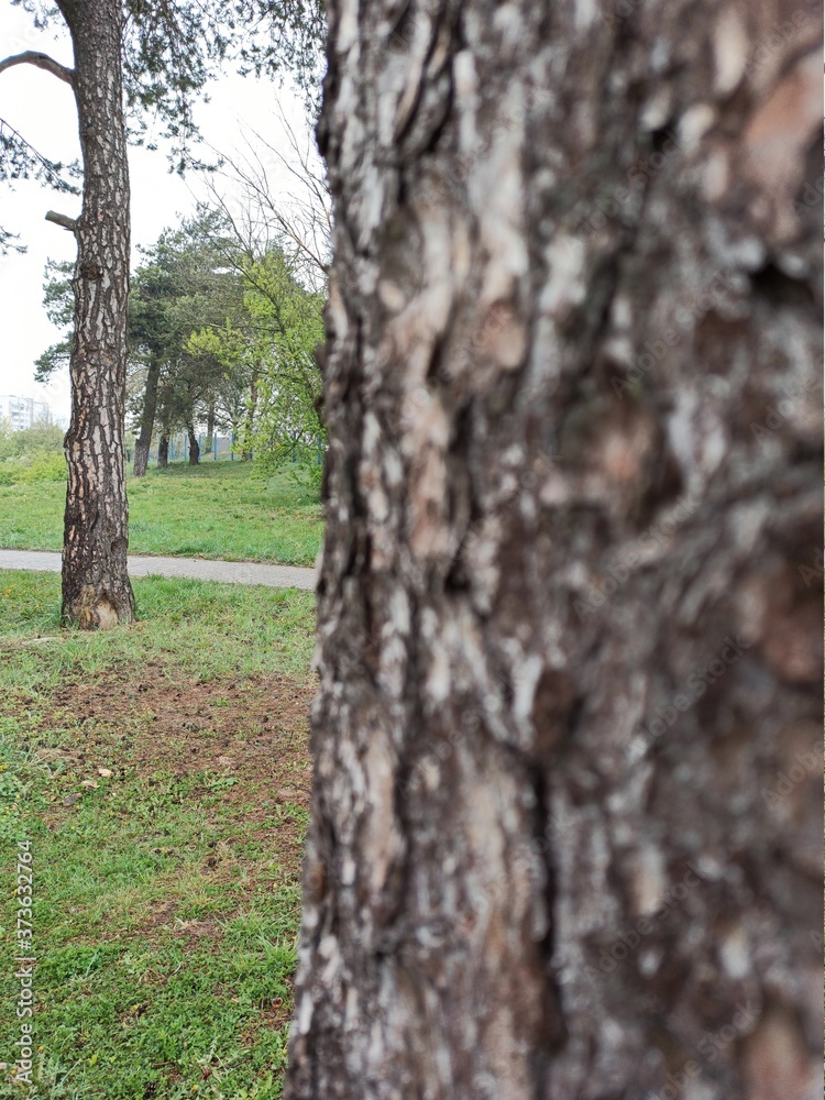 Obraz premium tree in the forest