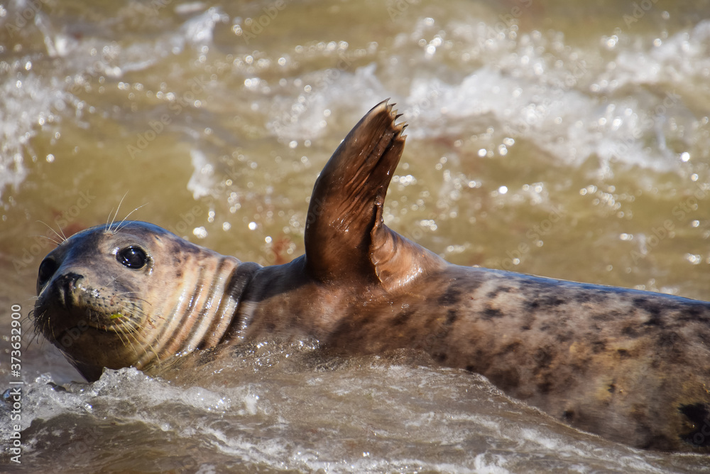 Obraz premium Swimming seal