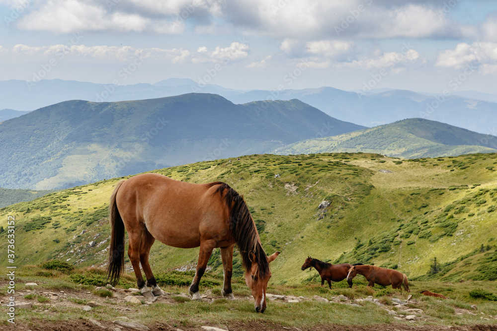 Obraz premium Horses graze on the tops of the Carpathians