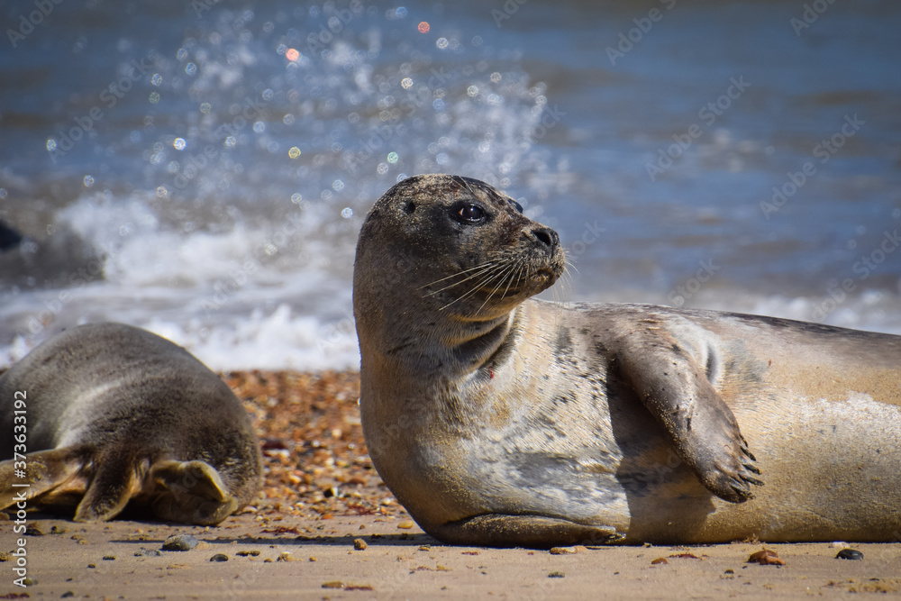 Fototapeta premium Seal on the beach