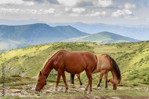 Horses graze on the tops of the Carpathians