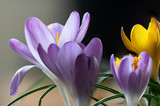 Crocus Flowers Stock Photos
Springtime,Flower,Crocus,Close up