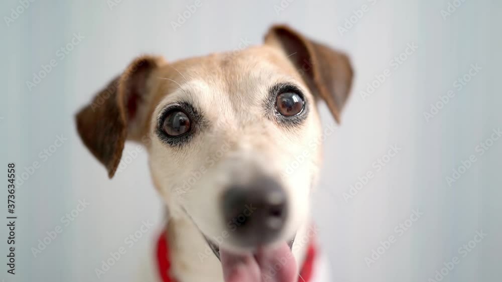 Dog eyes close up. shallow depth of field in focus just eyes. Adorable small smiling dog. Trendy fashionable Jack Russell terrier wearing red scarf looking to the camera. Cool happy pet look Dog eyes close up. shallow depth of field in focus just eyes. Adorable small smiling dog. Trendy fashionable Jack Russell terrier wearing red scarf looking to the camera. Cool happy pet look