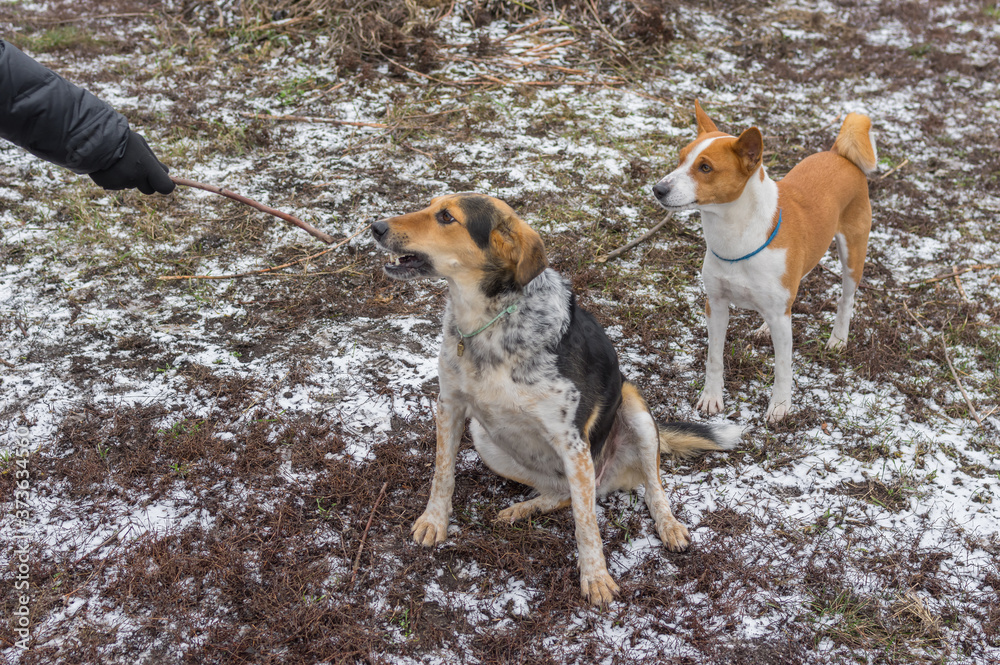 Master training Basenji male dog and mixed breed female dog to perform basic commands while playing outdoor at winter season