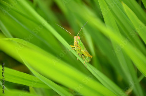 the green bug insect hold on paddy plant in the field meadows.