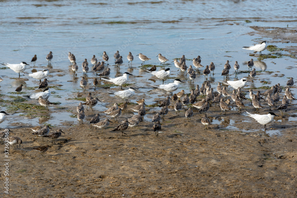 Obraz premium エスプラネードの野鳥 