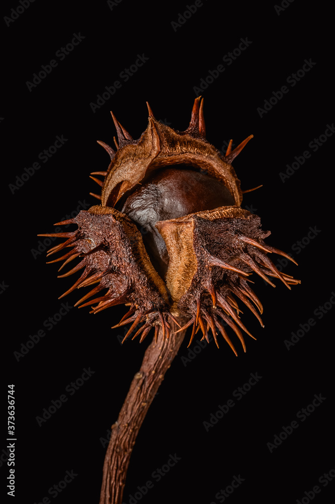 Dry horse chestnut (Aesculus hippocastanum) fruit on a black background