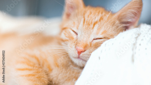 Fototapeta Naklejka Na Ścianę i Meble -  Cute little red kitten sleeps lying on your back on knitted white blanket. funny pets. ginger cat. Banner