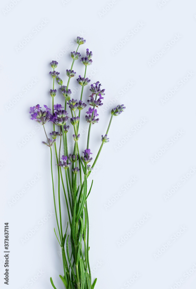 Naklejka premium Blooming lavender on a white background. Flat lay. Vertical crop. Copy space.