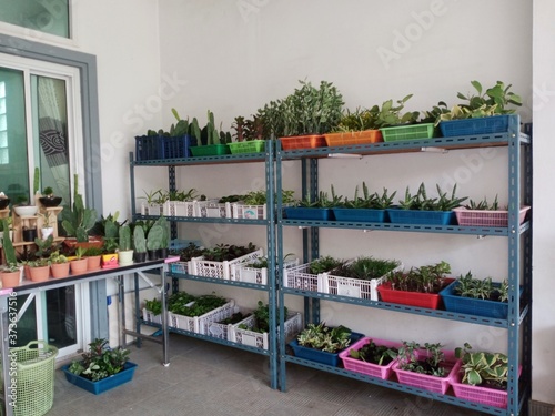 Plant and cactus vertical gardening, simple and orderly inside the house. photo