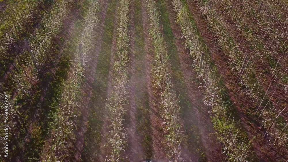 a tractor sprays a blooming apple orchard a tractor sprays a blooming apple orchard