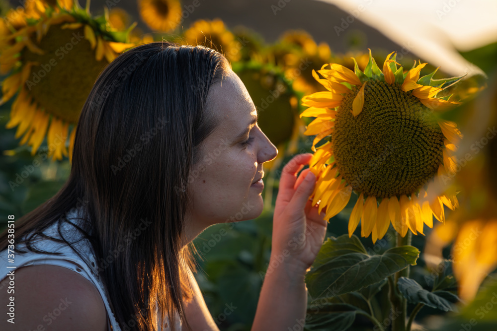 field of sunflowers near the castle of Peñafiel
