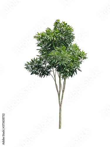 isolated tree with clipping path on white background / die-cut green leaf tree for garden decoration and environment conservation