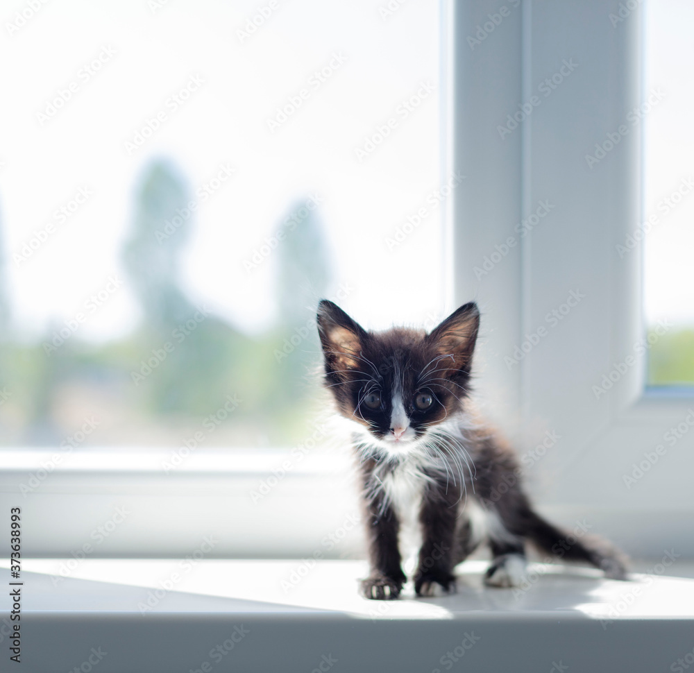Small funny black and white kitten (1.5 months) sits on the windowsill near the window. Small funny black and white kitten (1.5 months) sits on the windowsill near the window.
