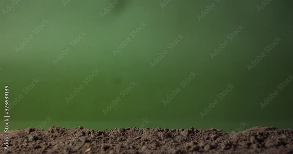 A man's hand pulls a carrots out of the ground. Stop motion animation
