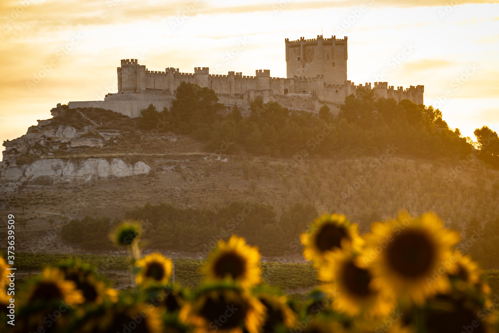Campo de girasoles al atardecer