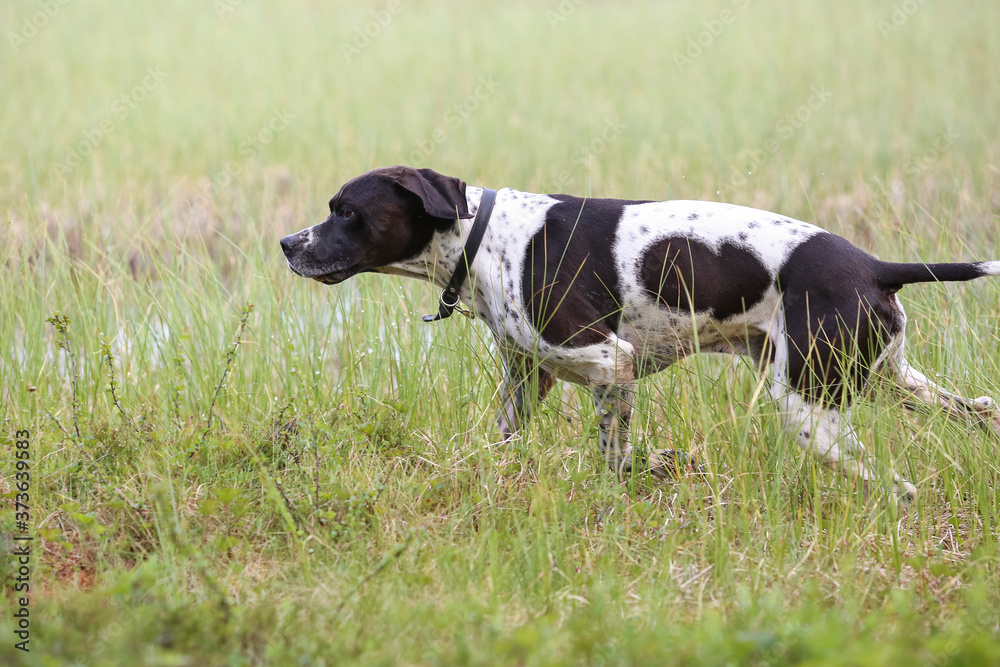 Dog english pointer