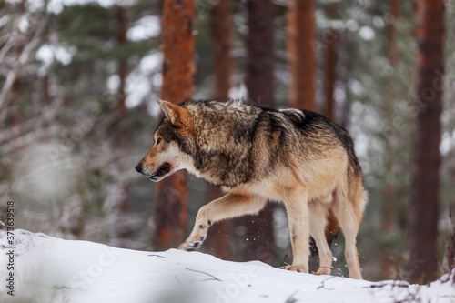 gray wolf  Canis lupus  he is lonely and wanders through a forest with snow