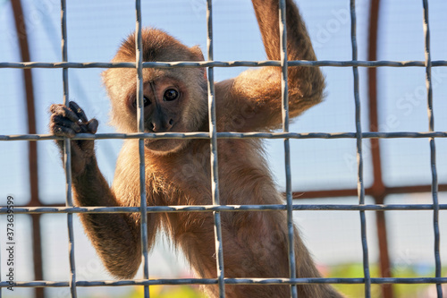 Photography The monkey is holding onto the metal bars and looking at the camera