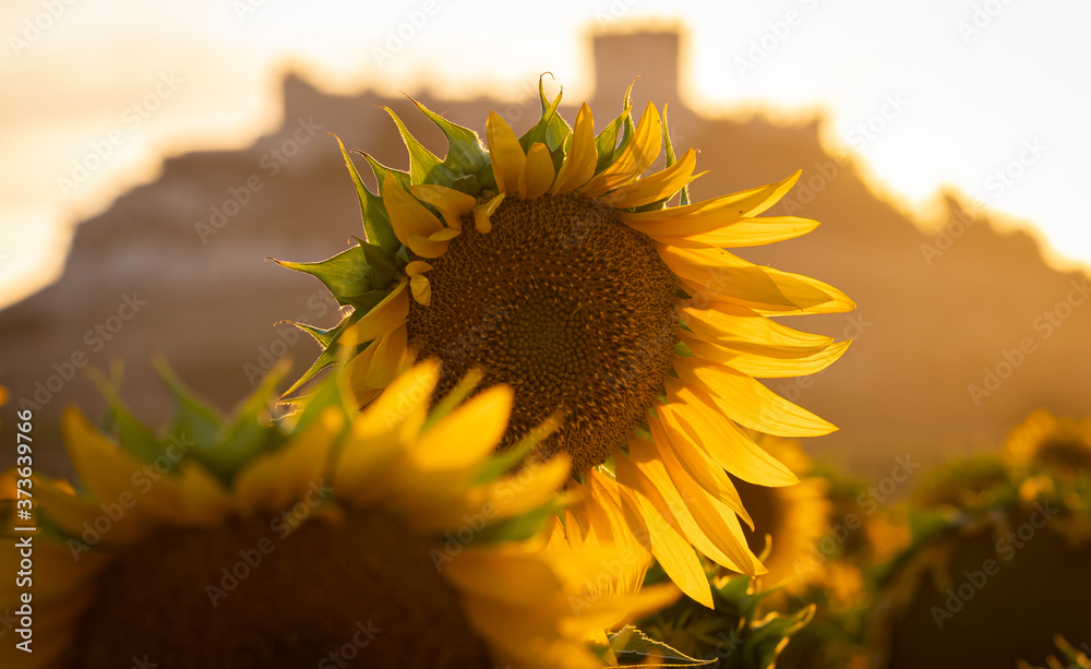 Campo de girasoles al atardecer