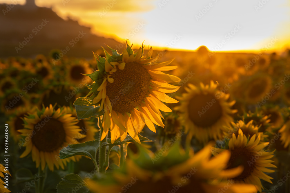 Campo de girasoles al atardecer